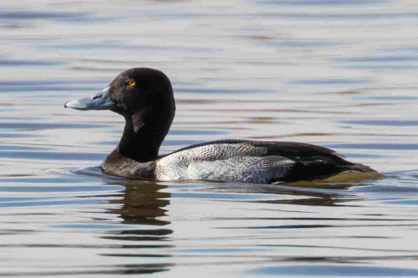 A male Lesser Scaup duck floating on a lake.