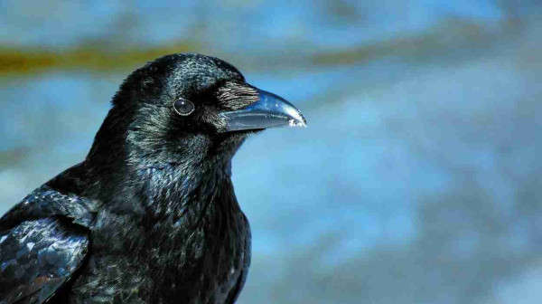 Photo of a raven by Alexas-Fotos/Pixabay
