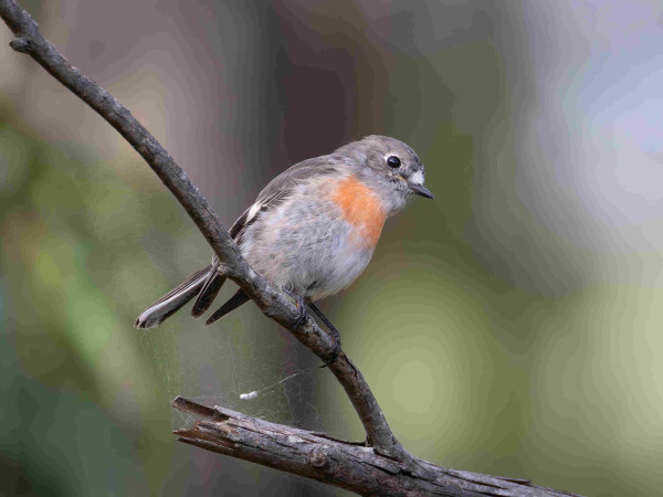 Tiny grey and brown bird with a tangerine bib, on a stick