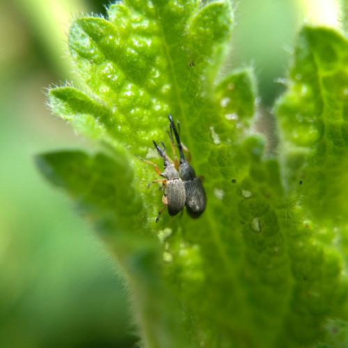 Two grey weevils with long straight snouts and yellow legs, nestled in the folds of a young hollyhock leaf. 