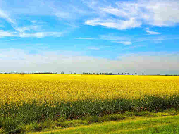A tranquil expanse of canola blossoms paints a vivid yellow sea under the vast dome of a gentle blue sky. Wispy clouds meander lazily above. This picturesque scene, christened "Spring Silent Sunday," whispers of nature's serene beauty on a day of rest. The earth seems to lie in contented silence, save for the soft rustle of flowering canola. A distant line of trees stands as silent sentinels on the horizon, their foliage a dark punctuation to the bright field. It's a landscape that invites one to pause, breathe, and relish the quietude of spring's embrace.