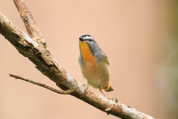 A tiny, but strikingly beautiful bird on a branch. The bird has deep black upper colouring liberally sprinkled with bright white spots, and a prominent white brow. Underneath, it is shades of yellow and red, from rich egg yolk yellow on the breast and tail, to pale buff-yellow on the belly, and a little splash of red on the rump. 

This pose the bird is mostly facing the camera, slightly to the left of centre. 