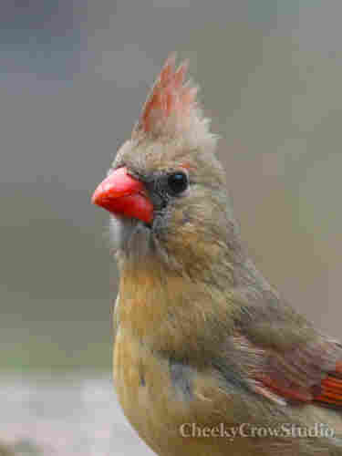 A portrait of a female cardinal.