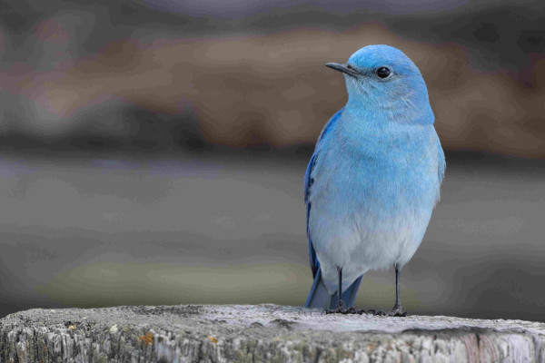 Beautiful blue bird sitting on a fence post with logs from a cabin in the background.