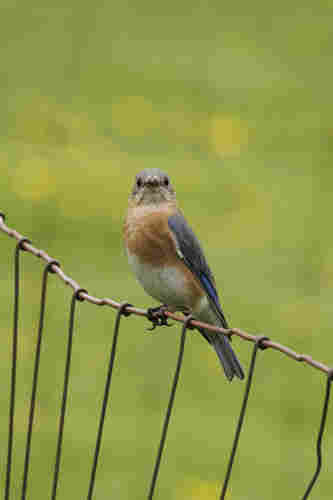 An eastern bluebird sitting on a wire fence looking face on at the camera with a bit of a bewildered expression. They have blue wings, an orange vest and while belly. The background is green and yellow and out of focus. 
