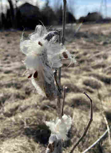 Milkweed gone to seed, in the sun, with its fluffy silky billowy white strands holding the dainty little brown seeds. In the background, a field of dead grass, some evergreens, and blue sky