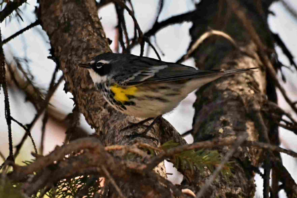 Yellow rumped warbler sitting sideways in a spruce tree. The butter yellow shoulders are very clear, as are the dark grey wings and the white rump with dappled black stripes