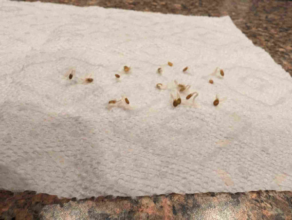 tomato seeds with teeny little roots on a damp paper towel
