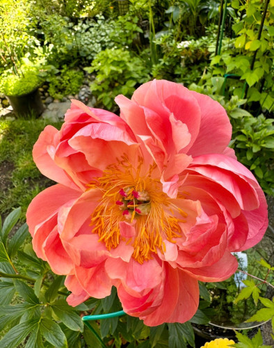 A large coral pink peony flower fully open with many layers of petals and fluffy yellow bits in the middle. 