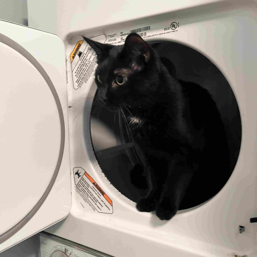 a young black cat site inside the open vertical door of a dryer, looking out with his big eyes