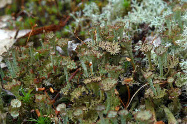A large patch of grey-green Ladder lichen (Cladonia verticillata). 
The lichen grows on the ground among moss and other Cladonia lichens.
The lichen podetia look like small upright trumpets growing on upright trumpets.
On the edges of the trumpets there are many small brown dots to see, these are apothecia and pycnidia. Both are types of fruiting bodies.
White Reindeer lichens in the background.