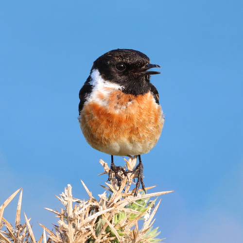 A male Stonechat, perched on top of a Gorse bush. His body, Robin-like in size and shape, is facing us, and his head is turned to the right of the picture. His head, including his beak (which is open) and eye, is black; his throat is also black but on either side of his neck he has a white 'collar'. What we can see of his shoulders are also dark in colour, but his chest and most of his belly are a reddish orange colour. His legs and feet are black. The background is blue in colour, thanks to the sea rather than the sky.