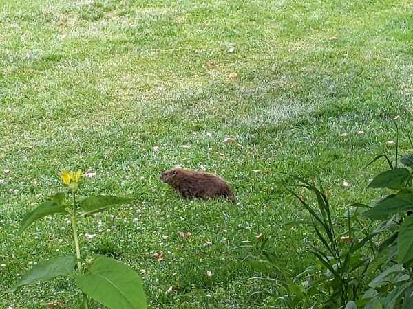 brown groundhog in a grassy field 