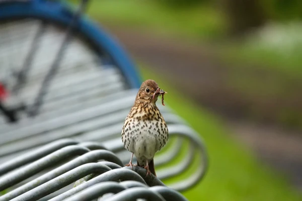A song thrush sitting in a bicycle rack. Beak filled with worms it caught. In background a (blue) front wheel of a parked bicycle and green grass.