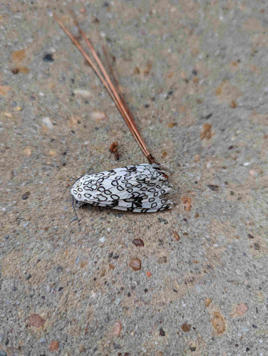 A moth is lying on a concrete sidewalk next to a fallen pine needle. The moth is bright white, but with a pattern of black circular outlines that look similar to chains. It has long dark gray antennae and fluffy black legs, and looks very friendly.