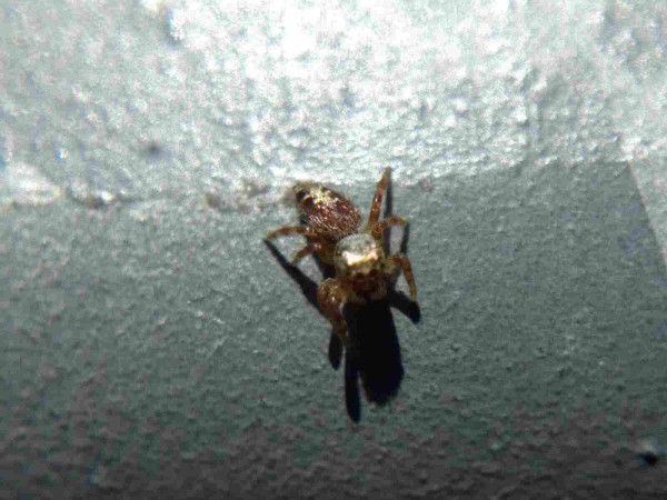 Small jumping spider on a metal railing. It has a bright silvery-gold head and a dark red abdomen with a narrow silver-white marking down the middle. Its legs are golden brown and banded with dark red.