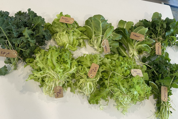 Picture of multiple bunches of various lettuces. 2x arugula, 3x gold rush, 2x romaine, 1x butterhead, 1x kale