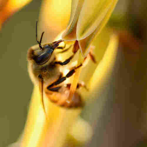 A close-up image of a bee on a yellow aloe flower