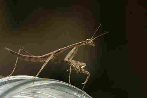A slender mantis stands on a glass jar.

The mantis is light brown with darker brown. It is a side view and the mantis' head is slightly turned towards the camera which gives the impression of cheeky, sideways look.

Of the jar only the top half is visible.

The background is out of focus and is a very dark green.