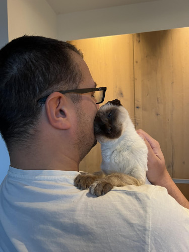 Siamese chocolat point cat with curled ears cuddling with her human whilst perched on his shoulder 