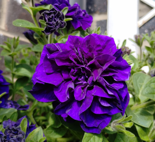 A petunia called Tumbelina Belinda, large dense flowers in a deep rich purple. There are multiple flowers in front of a mass of green leaves and a brown brick wall.