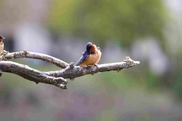 A barn swallow perched on an extended dead branch, head cocked far to one side as if quizzical or listening. All its feathers are fluffed up, so its chest looks very fuzzy, but also its head looks big with beak and eyes indented in the fluff, like a cartoon character who’s had a blow-dry. It looks incredibly silly!