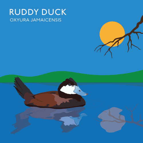 Illustration of a ruddy duck