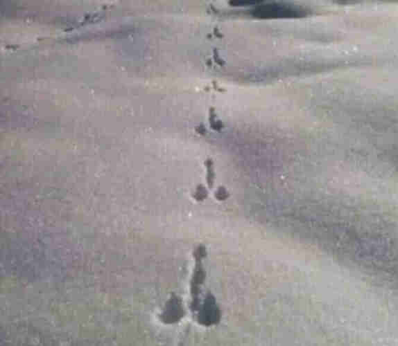 penis shaped prints in snow from a hopping animal