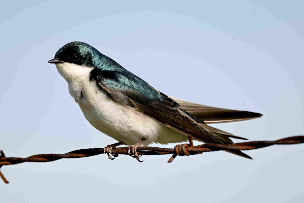 A small bird with a shiny-blue back and white belly is perched on barbed wire.