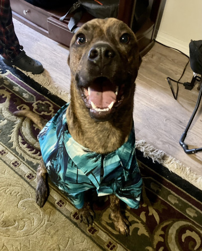 A picture of a sitting brown brindle plot hound wearing a colorful Hawaiian dog shirt with a happy look on his face.