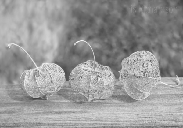 Physalis skeletons sitting on a wood shelf in black and white. Artist Iris Richardson, gallery Pictorem