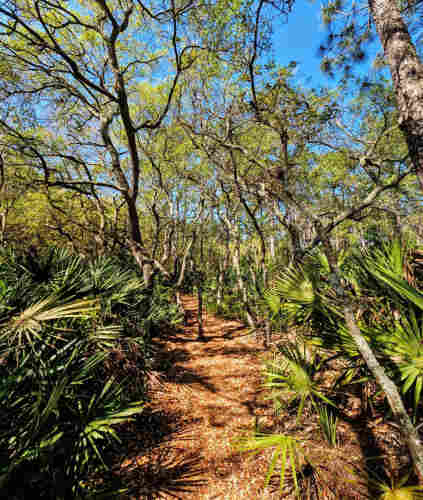 View down a well worn trail through a nature preserve winding through the tropical brush and curiously chaotic trees reaching upwards into a clear blue sky.