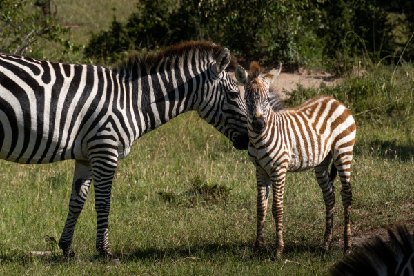 An adult zebra and a foal standing in grassland, touching their noses together.