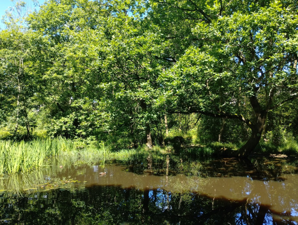 A pond on a very sunny day in early summer. It is surrounded by trees in full leaf, and there's a small green reed bed too the left. The sky behind is bright blue, and we can see it reflected in the shaded areas of the muddy brown water.
