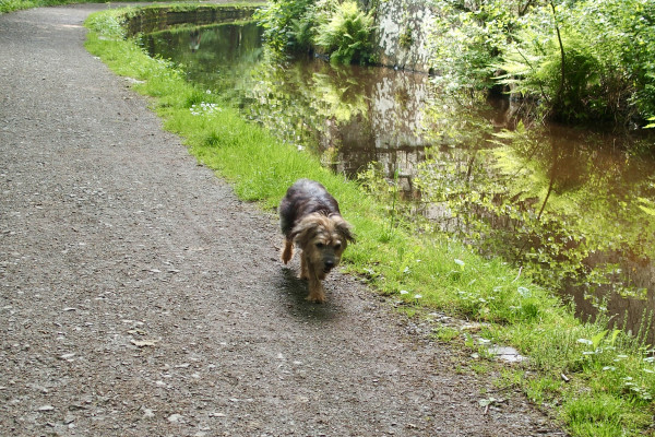 My kind of passerby. An old dog, enjoying his own space. Benjie type, quietly walking past, alone, along a country canal path. Canal to right, curving, reflecting ferns and trees on opposite bank