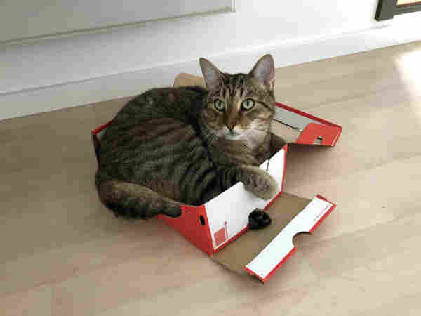 Brown tabby boy Buddy lies crammed into a red Nike shoebox. The box is struggling to hold him but is holding up. One of his hind paws is sticking out of a small hole revealing a few beans. His tail is almost about to pop out, but is still enjoying the warm embrace of the box. He’s grabbing the top edge with his right front paw and looking up, slightly off camera with his green eyes. His nose is orange and his mouth and jaw is white.