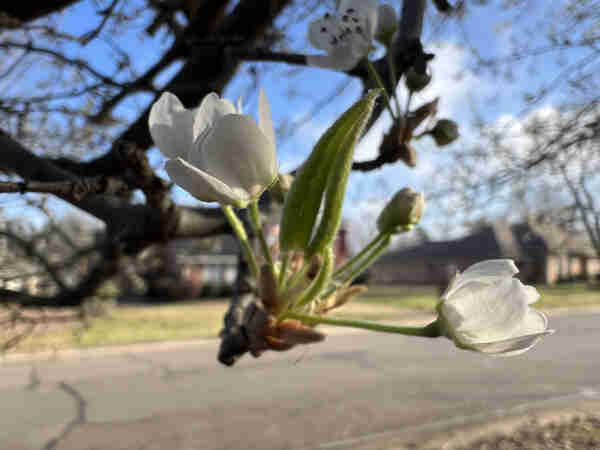 A closeup photo of early blooms on a Bradford pear tree in North Texas on a sunny morning.