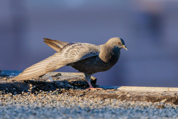 A fledgling checked pigeon stretches their right leg and wing on the edge of the roof at golden hour.