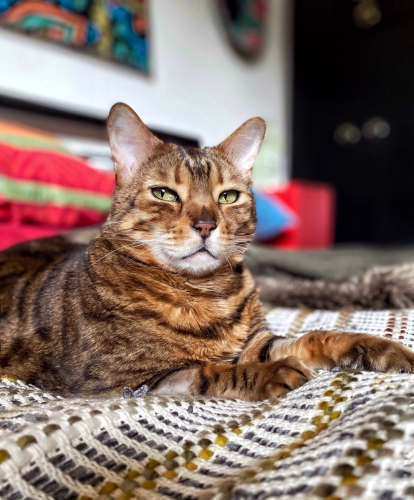 This is a photo of my bengal cat Neko on the bed lounging with a very confident look on his face.