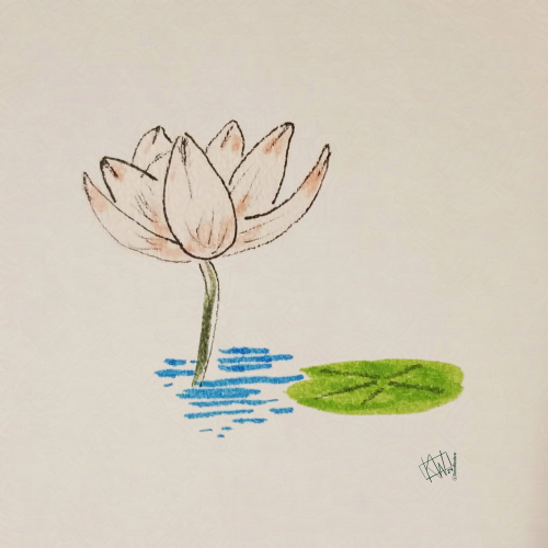 Ink drawing of water lily in full bloom next to lily pad.