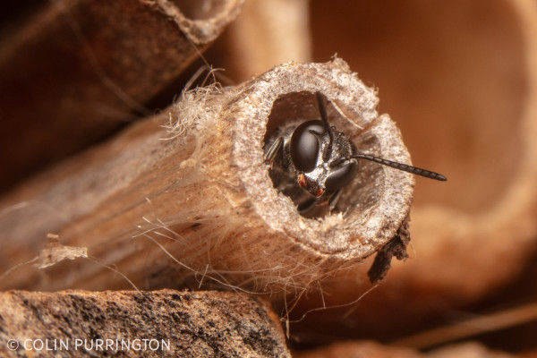 Photograph of large-eyed wasp backed into a hollow, fraying stem so that only its head and front feet are visible.