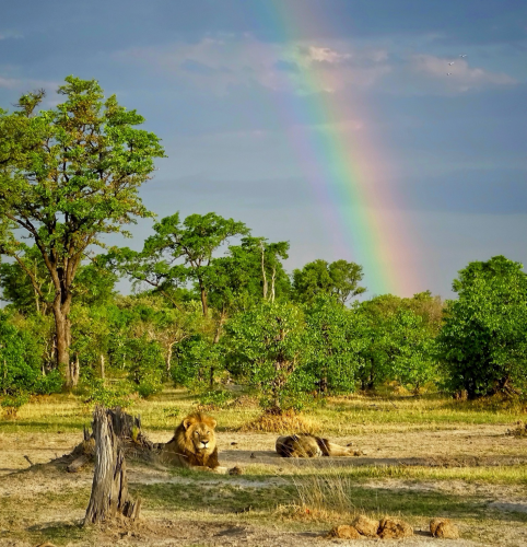 An early morning photo of two gorgeous male lions casually relaxing under a beautiful rainbow. One lion is upright and the other is lying on his side. They are surrounded by lush green trees, pale blue skies and a magical rainbow overhead. It’s a beautiful scene of lions in their natural environment on the Okavango Delta.