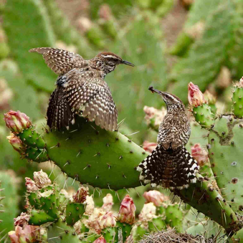 Two cactus wrens on a cactus with blooming flowers. One wren has a bug in its bill and is passing it to the other wren. 