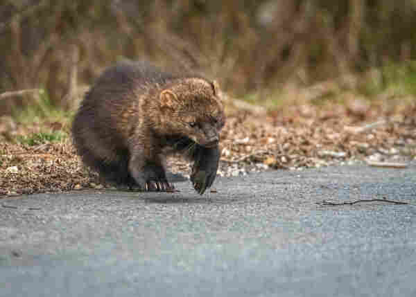 A photograph of a Fisher cat on the side of an asphalt-paved road. 