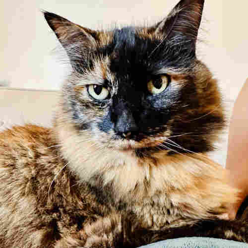 A photo of a large tortie cat sitting and staring 