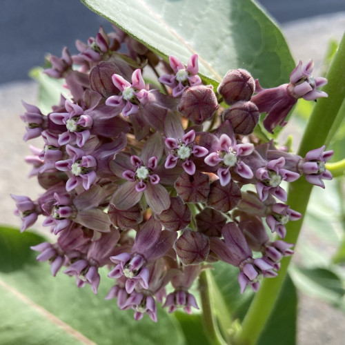 A cluster of milkweed flowers, each with five dark pink petals outlined in pale pink, and a little lime green dot in the middle. The lines are so clean cut and symmetrical, I imagine somebody created them using some kind of illustration software