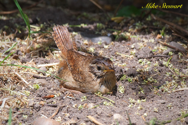 A young wren lying down in the soil in the sunshine