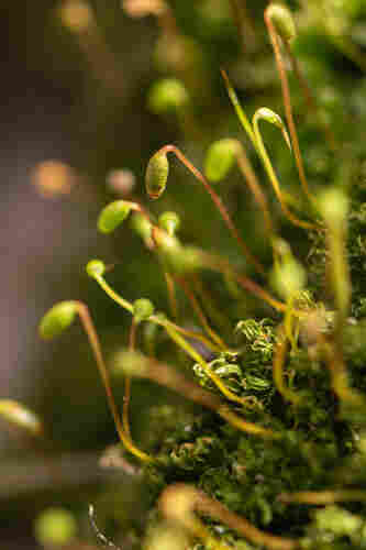 Closeup image of moss reproductive stalks extending from the leaf-like moss below it. Each stalk has a long, slender brown stem that ends in an oblong, green capsule which contains the moss spores.