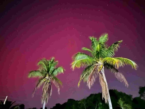 Aurora borealis over Florida. Mostly Pink, tiny bit purple on outer edges of sky. Two Palm trees center with low level trees at the bottom.