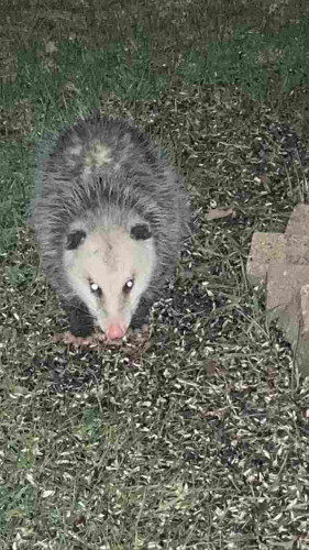A possum on sunflower hull littered grass looks up at the camera (eyes aglow from the flash).  